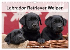 Labrador Retriever Welpen (Wandkalender 2024 DIN A3 quer), CALVENDO Monatskalender