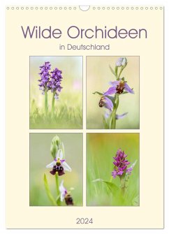 Wilde Orchideen in Deutschland 2024 (Wandkalender 2024 DIN A3 hoch), CALVENDO Monatskalender - Beyer (Moqui), Daniela