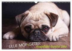 Lillie Mopsgetier - mopsfidel durchs Jahr (Wandkalender 2024 DIN A3 quer), CALVENDO Monatskalender