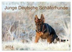 Junge Deutsche Schäferhunde (Tischkalender 2024 DIN A5 quer), CALVENDO Monatskalender - Schiller, Petra