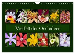 Vielfalt der Orchideen (Wandkalender 2024 DIN A4 quer), CALVENDO Monatskalender