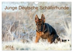 Junge Deutsche Schäferhunde (Wandkalender 2024 DIN A4 quer), CALVENDO Monatskalender