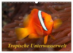 Tropische Unterwasserwelt (Wandkalender 2024 DIN A3 quer), CALVENDO Monatskalender