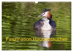 Faszination Haubentaucher (Wandkalender 2024 DIN A3 quer), CALVENDO Monatskalender