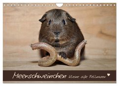Meerschweinchen - Kleine süße Fellnasen (Wandkalender 2024 DIN A4 quer), CALVENDO Monatskalender - Fischer, Petra