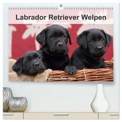 Labrador Retriever Welpen (hochwertiger Premium Wandkalender 2024 DIN A2 quer), Kunstdruck in Hochglanz