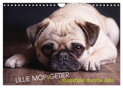 Lillie Mopsgetier - mopsfidel durchs Jahr (Wandkalender 2024 DIN A4 quer), CALVENDO Monatskalender - Raab, Martina