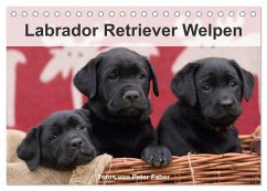 Labrador Retriever Welpen (Tischkalender 2024 DIN A5 quer), CALVENDO Monatskalender