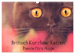 Britisch Kurzhaar Katzen - Poesie fürs Auge (Wandkalender 2024 DIN A3 quer), CALVENDO Monatskalender - Bürger Wabi-Sabi Tierfotografie, Janina