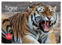 Tiger. Gestreift, wild und schön (Wandkalender 2024 DIN A2 quer), CALVENDO Monatskalender