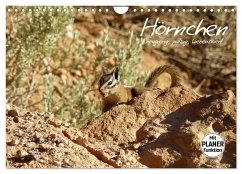 Hörnchen - neugierig, putzig, liebenswert (Wandkalender 2024 DIN A4 quer), CALVENDO Monatskalender