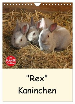 &quote;Rex&quote; Kaninchen (Wandkalender 2024 DIN A4 hoch), CALVENDO Monatskalender