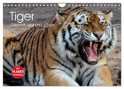 Tiger. Gestreift, wild und schön (Wandkalender 2024 DIN A4 quer), CALVENDO Monatskalender