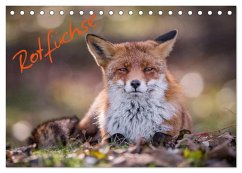 Rotfüchse (Tischkalender 2024 DIN A5 quer), CALVENDO Monatskalender