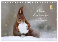 Unsere Eichhörnchen in Bayern (Wandkalender 2024 DIN A4 quer), CALVENDO Monatskalender