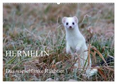 Hermelin - das wieselflinke Raubtier (Wandkalender 2024 DIN A2 quer), CALVENDO Monatskalender