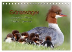 Gänsesäger - alleinerziehende Mütter im Schloßpark Nymphenburg (Tischkalender 2024 DIN A5 quer), CALVENDO Monatskalender