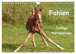 Fohlen - Lustige Pferdekinder (Wandkalender 2024 DIN A4 quer), CALVENDO Monatskalender
