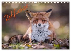 Rotfüchse (Wandkalender 2024 DIN A3 quer), CALVENDO Monatskalender