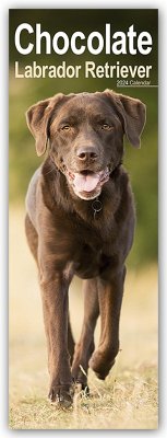 Chocolate Labrador Retriever - Schokoladenfarbene Labrador Retriever 2024 - Avonside Publisher Ltd