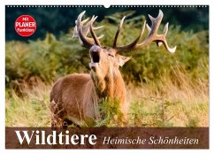 Wildtiere. Heimische Schönheiten (Wandkalender 2024 DIN A2 quer), CALVENDO Monatskalender