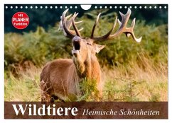 Wildtiere. Heimische Schönheiten (Wandkalender 2024 DIN A4 quer), CALVENDO Monatskalender