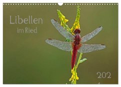Libellen im Ried (Wandkalender 2024 DIN A3 quer), CALVENDO Monatskalender - Oldani, Dorothea
