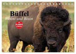 Büffel. Wisent und Bison (Tischkalender 2024 DIN A5 quer), CALVENDO Monatskalender