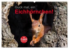 Guck mal, ein Eichhörnchen! (Wandkalender 2024 DIN A2 quer), CALVENDO Monatskalender - Brackhan, Margret