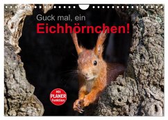 Guck mal, ein Eichhörnchen! (Wandkalender 2024 DIN A4 quer), CALVENDO Monatskalender