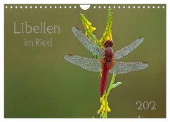 Libellen im Ried (Wandkalender 2024 DIN A4 quer), CALVENDO Monatskalender