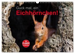 Guck mal, ein Eichhörnchen! (Wandkalender 2024 DIN A3 quer), CALVENDO Monatskalender