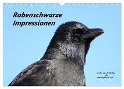 Rabenschwarze Impressionen - meike-ajo-dettlaff.de via wildvogelhlfe.org (Wandkalender 2024 DIN A3 quer), CALVENDO Monatskalender - AJo. Dettlaff, Meike