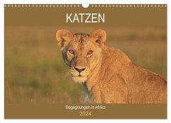 Katzen - Begegnungen in Afrika (Wandkalender 2024 DIN A3 quer), CALVENDO Monatskalender - Herzog, Michael