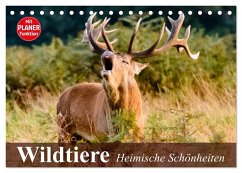 Wildtiere. Heimische Schönheiten (Tischkalender 2024 DIN A5 quer), CALVENDO Monatskalender