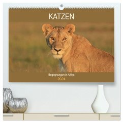 Katzen - Begegnungen in Afrika (hochwertiger Premium Wandkalender 2024 DIN A2 quer), Kunstdruck in Hochglanz - Herzog, Michael