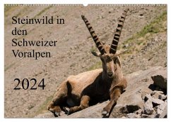 Steinwild in den Schweizer Voralpen (Wandkalender 2024 DIN A2 quer), CALVENDO Monatskalender