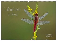 Libellen im Ried (Wandkalender 2024 DIN A2 quer), CALVENDO Monatskalender - Oldani, Dorothea