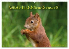 Wilde Eichhörnchenwelt! (Wandkalender 2024 DIN A2 quer), CALVENDO Monatskalender - Alber und Carsten Cording, Birte