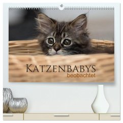 Katzenbabys beobachtet (hochwertiger Premium Wandkalender 2024 DIN A2 quer), Kunstdruck in Hochglanz - calmbacher, Christiane