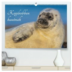 Kegelrobben hautnah (hochwertiger Premium Wandkalender 2024 DIN A2 quer), Kunstdruck in Hochglanz