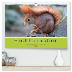 Eichhörnchen - Kleine Kobolde im Roten Pelz (hochwertiger Premium Wandkalender 2024 DIN A2 quer), Kunstdruck in Hochglanz