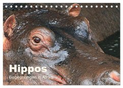 Hippos - Begegnungen in Afrika (Tischkalender 2024 DIN A5 quer), CALVENDO Monatskalender - Herzog, Michael