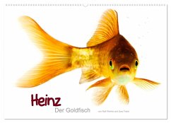 Heinz ¿ Der Goldfisch (Wandkalender 2024 DIN A2 quer), CALVENDO Monatskalender