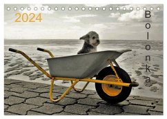 Bolonka 2024 (Tischkalender 2024 DIN A5 quer), CALVENDO Monatskalender - Winnen, C.