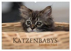 Katzenbabys beobachtet (Wandkalender 2024 DIN A2 quer), CALVENDO Monatskalender