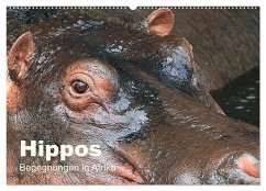 Hippos - Begegnungen in Afrika (Wandkalender 2024 DIN A2 quer), CALVENDO Monatskalender