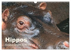 Hippos - Begegnungen in Afrika (Wandkalender 2024 DIN A3 quer), CALVENDO Monatskalender