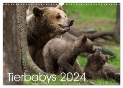 Tierbabys 2024 (Wandkalender 2024 DIN A3 quer), CALVENDO Monatskalender - Schörkhuber, Johann