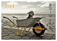 Bolonka 2024 (Wandkalender 2024 DIN A3 quer), CALVENDO Monatskalender